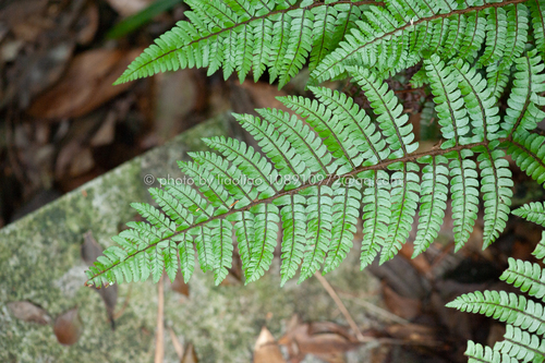 Makino's holly fern (Polystichum makinoi)