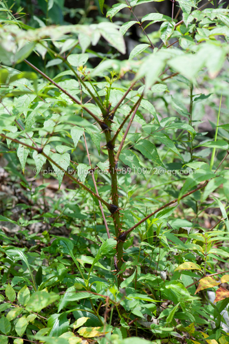 Aralia debilis