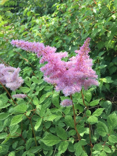 Uolaskėliniai nuotrauka