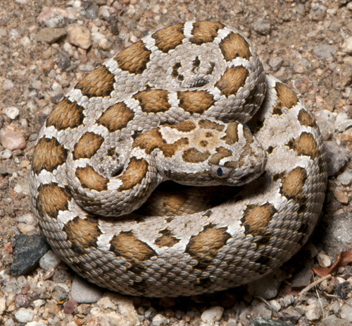 Lower California Rattlesnake