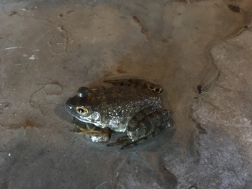 iNaturalist observation photo of American Bullfrog