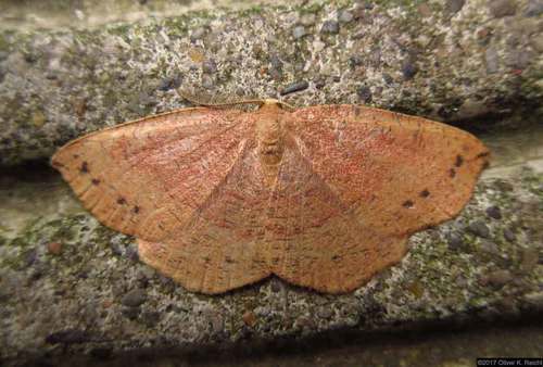 Apodrepanulatrix liberaria Walker, 1860