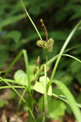East Asian sedge (Carex japonica)