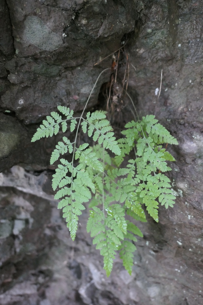 Hypodematium glandulosopilosum (Hypodematium glandulosopilosum)