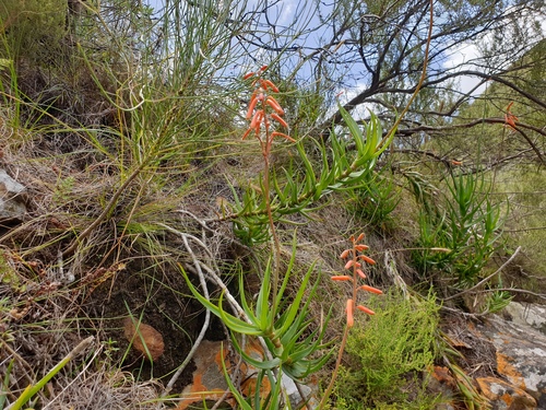 Aloiampelos decumbens