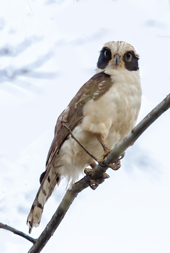 Laughing Falcon