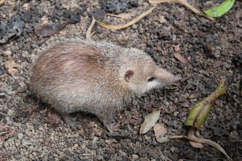 Tailless Tenrec