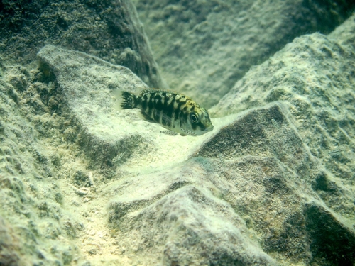 Fenestratus Hap