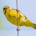 Yellow-fronted Canary - Photo (c) Craig Minkley, all rights reserved