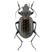 Fiery Hunter Beetle - Photo (c) David Turgeon, all rights reserved, uploaded by David Turgeon