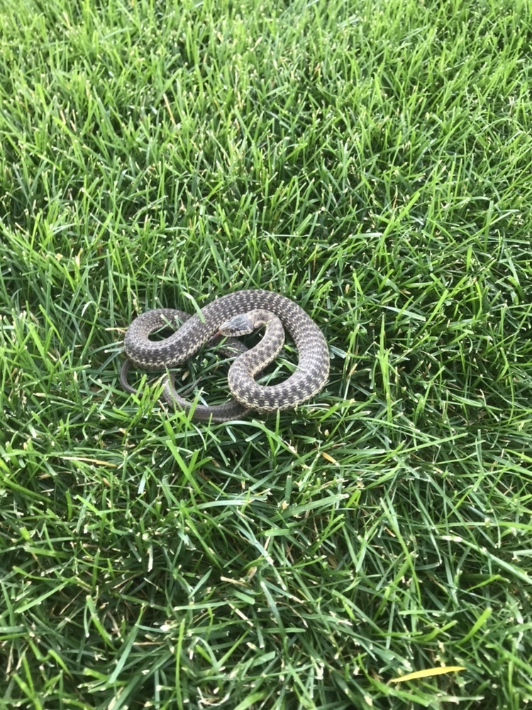 Wandering Garter Snake from E 130 N St, Orem, UT, US on August 27, 2020 ...