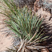 Yucca baccata baccata - Photo (c) Jay Bird, todos los derechos reservados, subido por Jay Bird