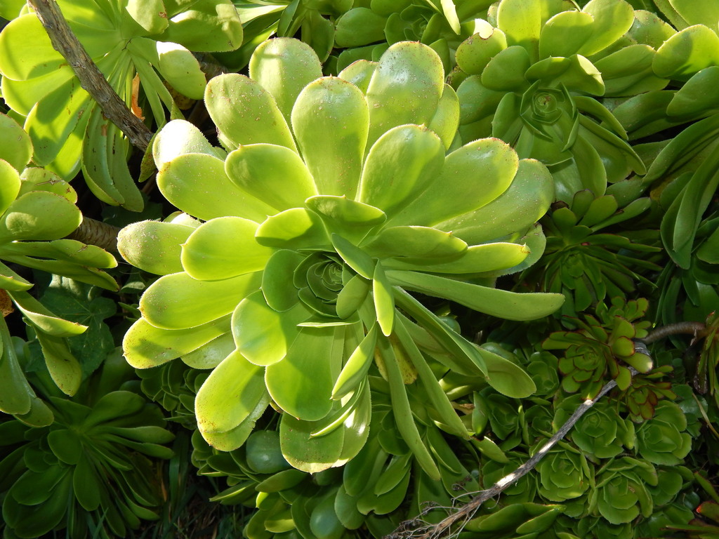 Siempreviva Arbórea (Aeonium arboreum) · Natusfera