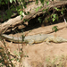 Crocodylus niloticus pauciscutatus - Photo (c) Terry Gosliner, todos los derechos reservados