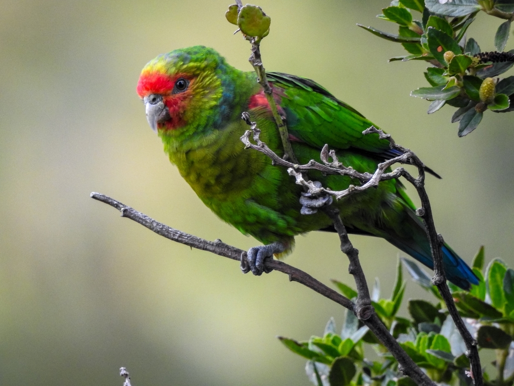 Red-faced Parrot photo