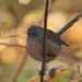 Wrentit - Photo (c) Chris McCreedy, all rights reserved