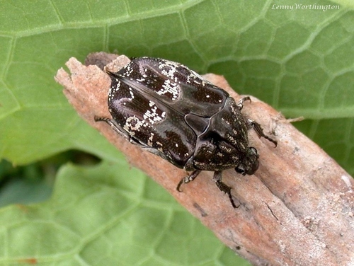 Miksicus