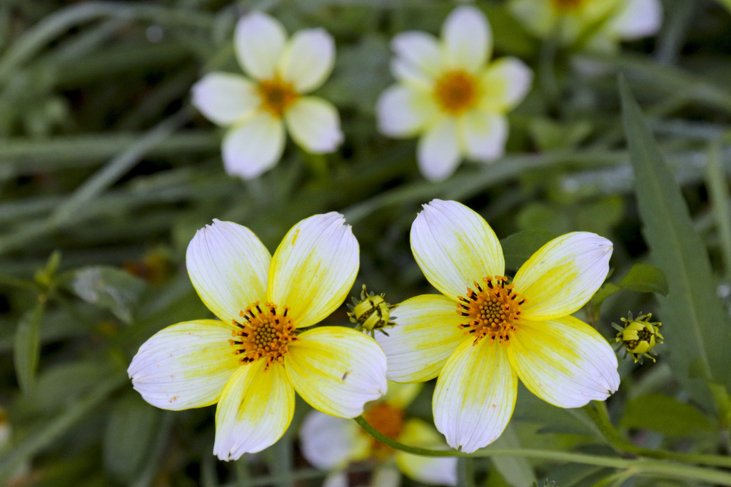 Arizona beggarticks (Bidens aurea) · iNaturalist