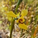 Diuris drummondii - Photo (c) Paul Winthrop, all rights reserved, uploaded by Paul Winthrop