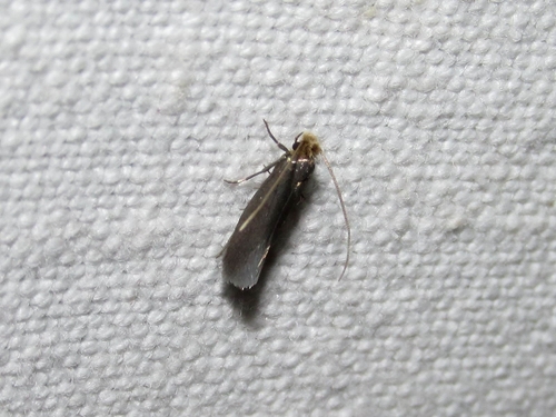 Monopis pallidella
