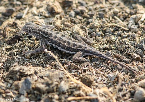 Western Earless Lizard