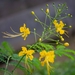 Caesalpinia pulcherrima flava - Photo (c) Lee-Roy Estrale, όλα τα δικαιώματα διατηρούνται, uploaded by Lee-Roy Estrale
