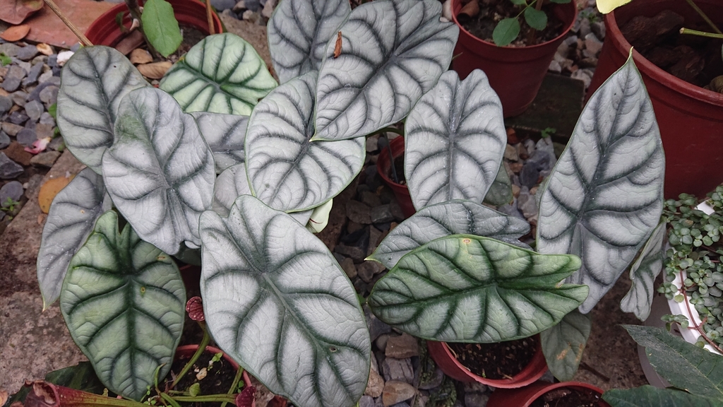 Alocasia baginda — an easy houseplant, prefers partial sun light