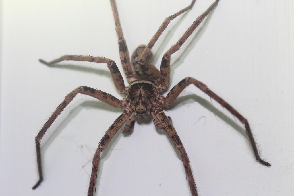 Giant Huntsman Spiders from Tallegalla QLD 4340, Australia on October