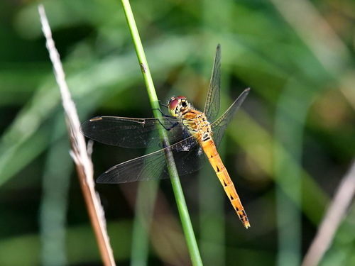 Spotted Darter