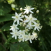 Clematis terniflora mandshurica - Photo (c) Yanghoon Cho, todos los derechos reservados, uploaded by Yanghoon Cho