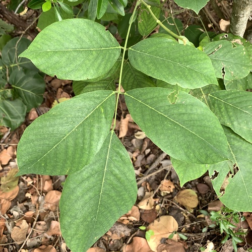 Jamaican dogwood