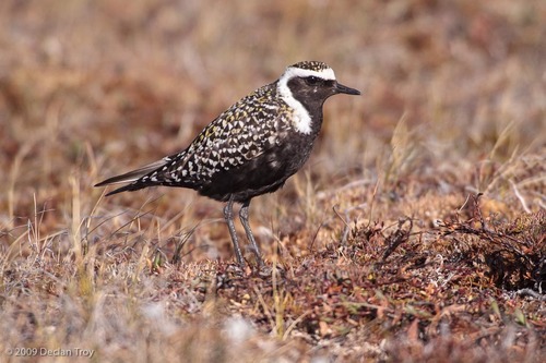 American Golden-Plover