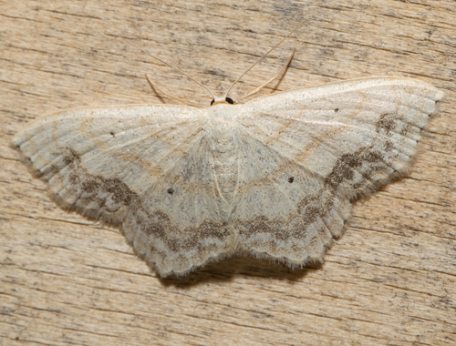 Large Lace-border Moth (Scopula limboundata)