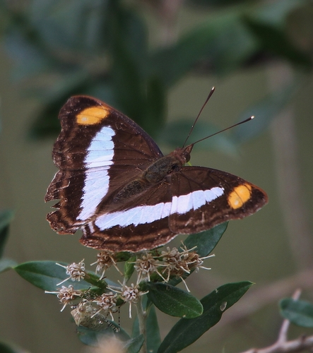 Pavon Emperor