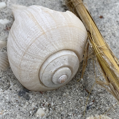 Pear Whelk