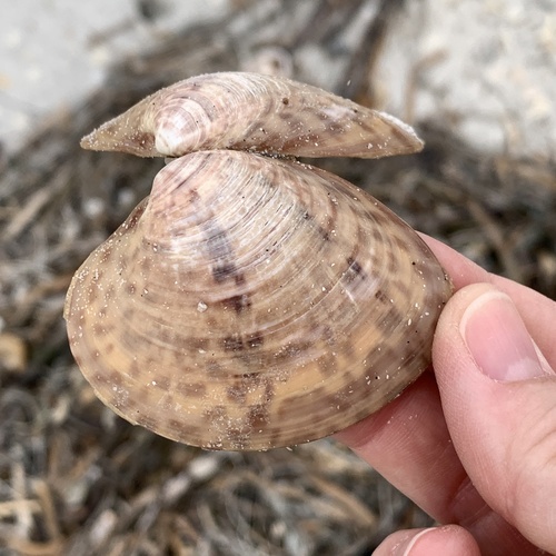 Calico Clam