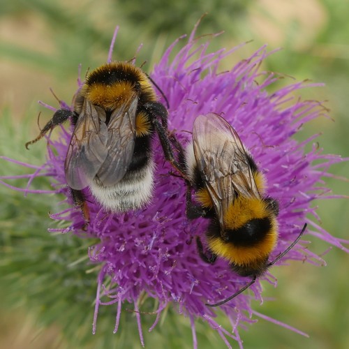 Large Garden Bumble Bee