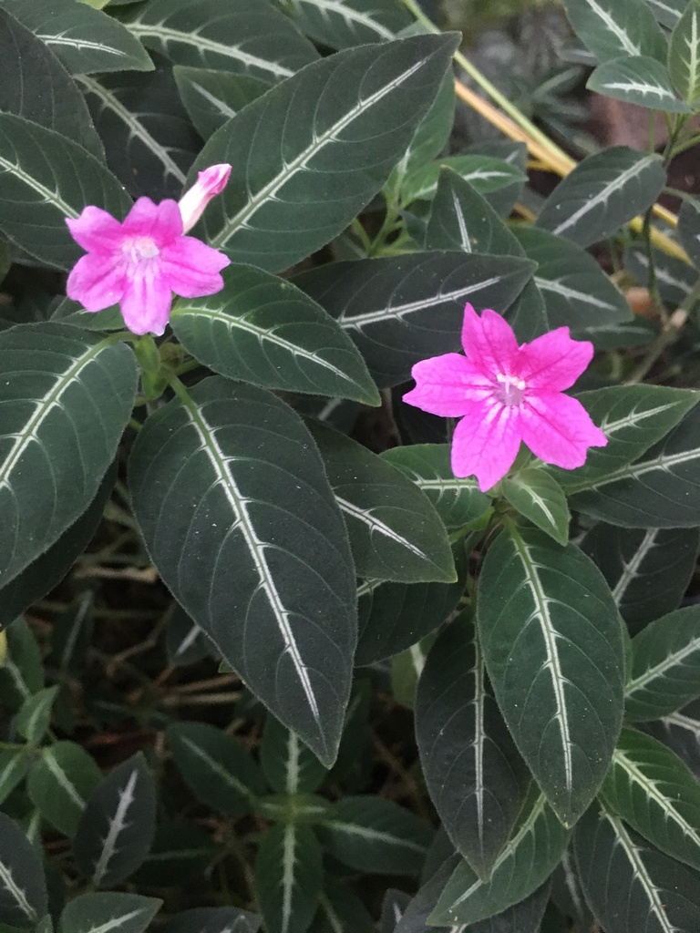 monkey plant (Ruellia makoyana)  iNaturalist