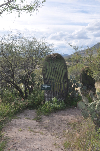 Candy Barrel Cactus