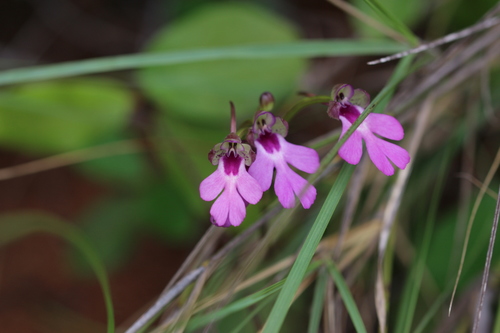 Cynorkis speciosa