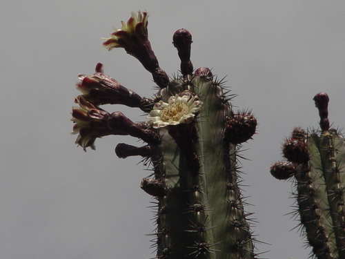 Pitaya de Queretaro