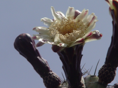 Pitaya de Queretaro