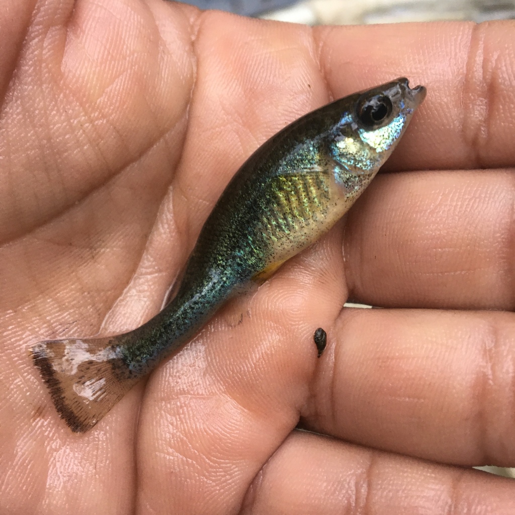 Balsas Splitfin in December 2020 by Aldo · iNaturalist