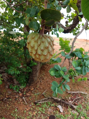 Annona coriacea