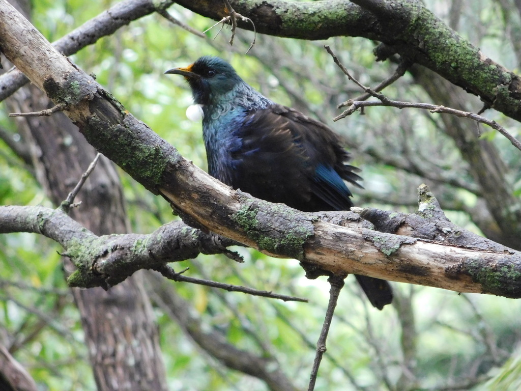 Tūī from Веллингтон, Новая Зеландия on November 27, 2018 at 05:15 PM by ...