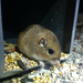 Pocket Mice - Photo (c) Alyssa Semerdjian, some rights reserved (CC BY-NC), uploaded by Alyssa Semerdjian
