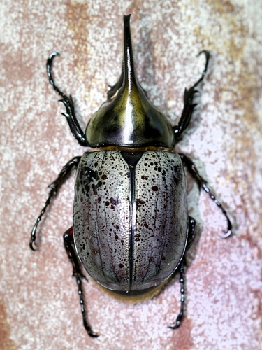 その他 Giant Beetles: Euchirinae - Dynastinae Dynastinae