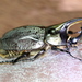 Grant's Hercules Beetle - Photo (c) Jay Keller, all rights reserved, uploaded by Jay L. Keller