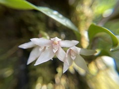 Image of Maxillaria sigmoidea