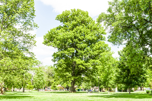 Shumard oak